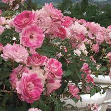 Find the perfect iceberg rose stock photos and editorial news pictures from getty images. Brilliant Pink Iceberg