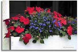 Pile of white gift boxes with blue ribbons on a white background copy space for text. Red White And Blue Flower Boxes White And Blue Flowers Window Boxes Summer