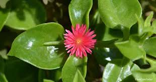 Today we shall learn about baby sunrose plant also called heartleaf iceplant with botanical name aptenia cordifolia. Aptenia Cordifolia Care Growing The Baby Sun Rose