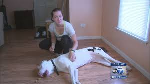 Maybe you would like to learn more about one of these? Owner Alleges Animal Abuse By Local Dog Training Facility Abc7 Chicago