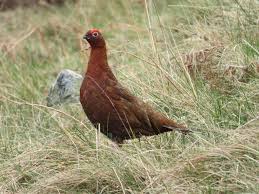 Jul 06, 2019 · inilah yang dapat admin bagikan terkait jenis flora dan fauna di inggris. Fauna Of England Wikipedia