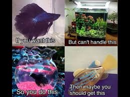 Pin By Emily On Fishy Stuff Betta Fish Care Beta Fish Tank Betta Fish Tank