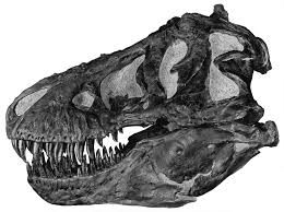 Tyrannosaurus Wikipedia