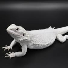 Baby Black Bearded Dragon For Sale Luna Hypo Wero Het Trans Bearded Dragon Beardeddragon Hypo Wero Witblit Zero Bearded Dragon Clothes Baby Bearded Dragon Bearded Dragon Funny