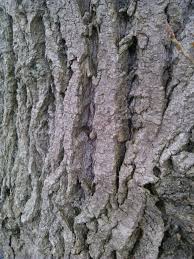 The poplar tree cannot survive for a very long time, that is, it has a very low lifespan and it still grows well and produces wood and fruits of great quality and this is a sign of the heroic nature of the tree. Black Poplar