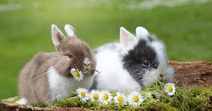 Image result for bunny