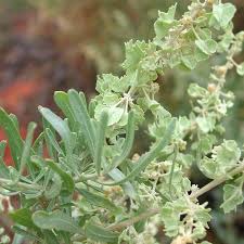 Image result for Atriplex