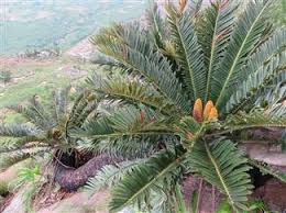 Image result for Encephalartos turneri