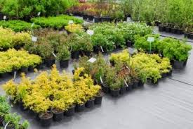 Proven winners ® perennials in quart size containers are generally 1 year old plants. Nursery Plant Pots Explained How Nursery Pot Sizes Are Determined And Used