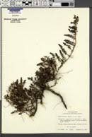 Image result for Suaeda merxmuelleri