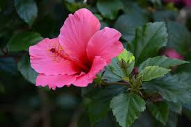 The hibiscus plant and hibiscus tree come in a variety of colors and sizes. Common Varieties Of Hibiscus What Are The Different Types Of Hibiscus Plants