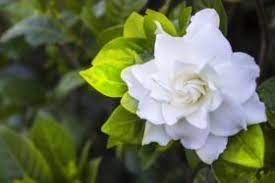 Gorgeous Gardenia Perfume Oil Eternal Essence Oils Gardenia Plant Growing Gardenias Gardenia