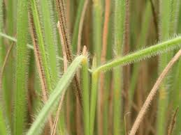 Image result for Trachypogon chevalieri