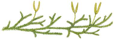 Image result for Lycopodium clavatum