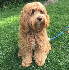 Cockapoo - Cocker Spaniel Toy Poodle Mix - Animal Corner