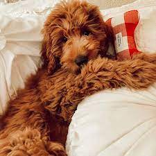 Red goldendoodle puppies for sale near me. Red Mini Goldendoodle F1b Doodle Puppy Pup Dog Love Mini Goldendoodle Puppies Red Mini Goldendoodle Goldendoodle Puppy