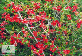 Maybe you would like to learn more about one of these? Chaenomeles X Superba Texas Scarlet Quince Texas Scarlet Flowering Quince