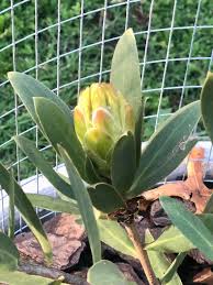 Image result for Protea welwitschii