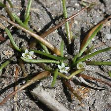 Image result for Limosella maior