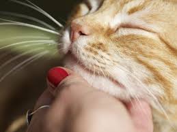 There is nothing better then cats and kittens!. Surprising Signs Your Cat Likes You Insider