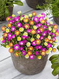 Ob blumenzwiebeln, wurzelware, pflanzen im topf oder im container, das angebot in der gärtnereien ist enorm. Pflanzen Online Kaufen Pflanzen Und Gartenversand Baldur Garten