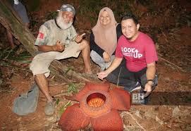 Cik siti wan kembang in the state of kelantan, there was a king by the name of sultan ahmad and his queen was called raja perempuan banun. Mitos Rafflesia Cik Siti Wan Kembang