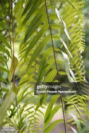 Image result for Lomariopsidaceae