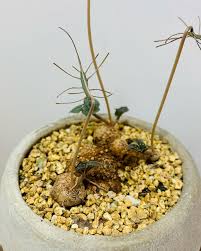 Image result for Dorstenia barnimiana