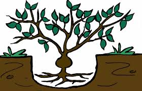 Check spelling or type a new query. Planting Depth For Grafted Trees And Shrubs Laidback Gardener
