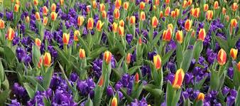 Ground Cover And Border Tips Ideas Flower Bulb Crazy Bulb Flowers Spring Blooming Flowers Ground Cover