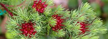 Image result for Myrtaceae