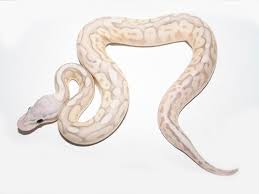 It is the ball python's appealing nature and its myriads of colors and patterns that has assured a growing interest in keeping these snakes as pets. Banana Cinnamon Mojave Pastel Spider Morph List World Of Ball Pythons Ball Python Ball Python Morphs Cute Snake