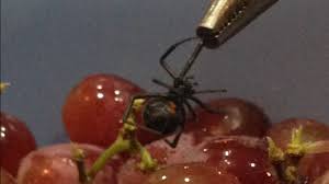 Each year, about 2,200 people report being bitten by a black widow, but most recover within 24 hours with medical treatment. Black Widow Spider Found In Grapes Bought In Bucks County 6abc Philadelphia