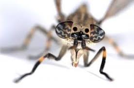 How To Get Rid Of Gnats Home Remedies Ways To Kill Nats Fast How To Get Rid Of Gnats Kill Nats Gnats