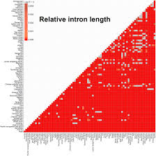 The Whale Shark Genome Reveals How Genomic And Physiological