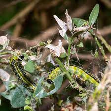 The first two plants look like they have slug damage. What S Eating Your Garden 13 Common Leaf Eating Pests Dengarden