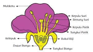 Tidak akan ada kehidupan dan oksigen, karena tumbuhan menyumbang sekitar 70% oksigen dan tumbuhan juga merupakan sumber. Soal Evaluasi Tema 1 Subtema 1 Tumbuhan Sumber Kehidupan