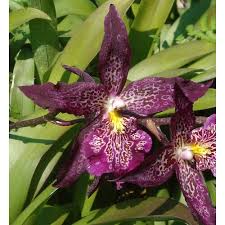 Image result for Bulbophyllum schinzianum