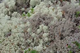 Image result for Cladina  stellaris