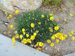 Yellow flowering bushes offer a cheerful splash of color to any outdoor space. Tetraneuris Acaulis Angelita Daisy Northern Az Native Evergreen Herbaceous Perennial 4000 7000 Feet Deadhead Herbaceous Perennials Plants Planting Flowers
