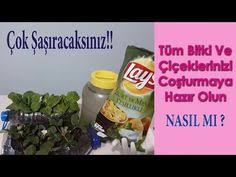 Organik Bitki Besini Evde Bitki Besini Yapimi Sivi Bitki Besini How Do We Do Organic Fertilizer Youtube Bitki Dogal Saglikli Yasam