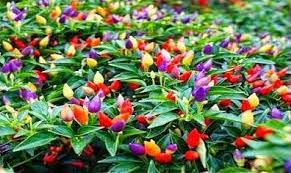 Ono sto se prvo moze videti je prelepa biljka na kojoj paprike pocinju dozrevati od sjajno ljubicaste preko zute i narandzaste pa sve do crvene. Growing Bolivian Rainbow In Pot Amazing Plants Steemit