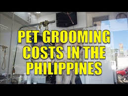 How Much Does It Cost To Groom A Shih Tzu 2022 The Dog Visitor