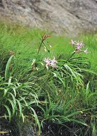 Image result for Acrotome thorncroftii