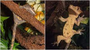 Bantu fanspage ini supaya lebih berkembang terima kasih. Sexing Crested Geckos Crested Gecko Care Packet