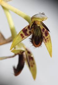 Image result for Bulbophyllum schinzianum