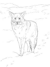 Free printable coyote coloring pages for kids source : Free Coyote Coloring Pages Download And Print Coyote Coloring Pages