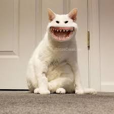 100 best cat pictures of all time 100 cat photos 100 cat pictures 1920x1080 wallpaper cat 20000 cat 20000 house cat 30 funny cat pictures 3d cat book 3d cat screensaver 3d cat wallpaper 3d paper cat 4 cats images a cute wallpaper a picher of a cat a picture of a black and white cat a picture of a cat a picture of a cat to draw adorable. Pin On Funny Cats
