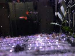 pin by a m b e r 水水on 魚缸 concert
