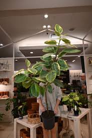 Image result for Ficus altissima